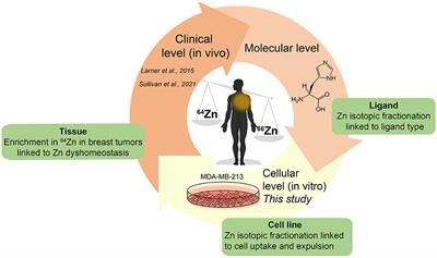 Investigations on Zinc Isotope Fractionation in Breast Cancer Tissue Using in vitro Cell Culture Uptake-Efflux Experiments